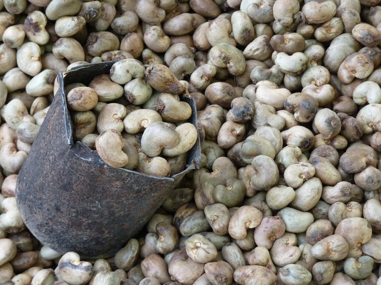Cashew nuts heaped with a metal scoop