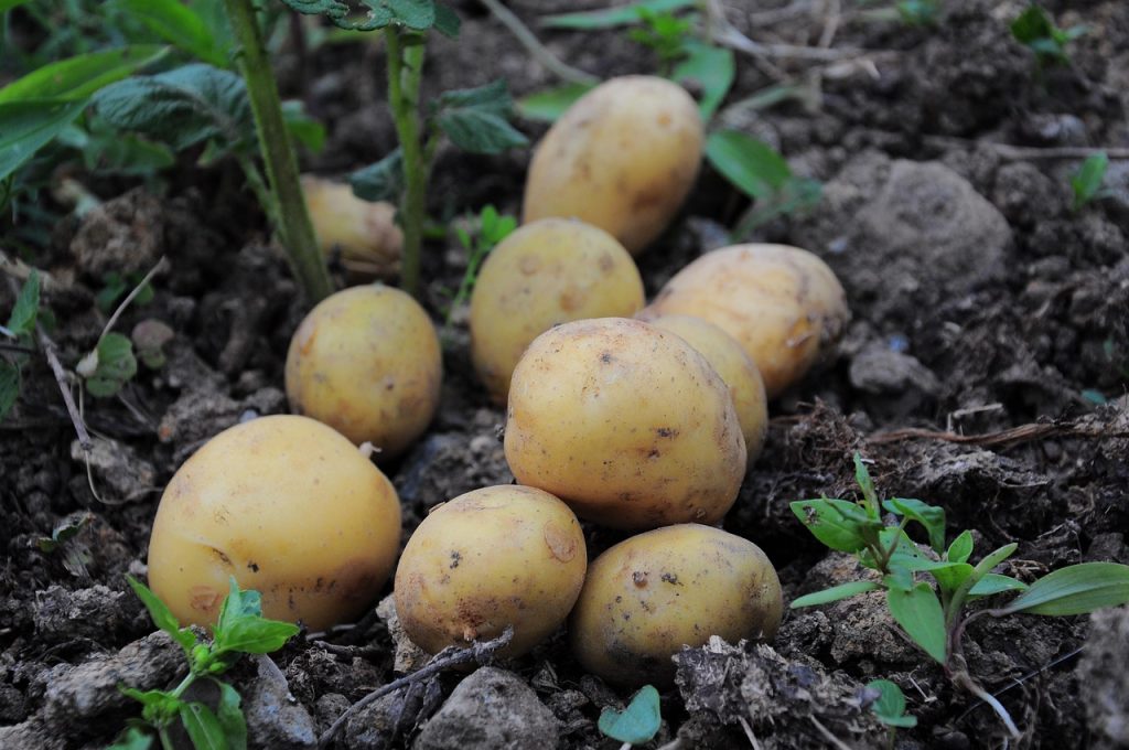 Freshly lifted potatoes on the soil