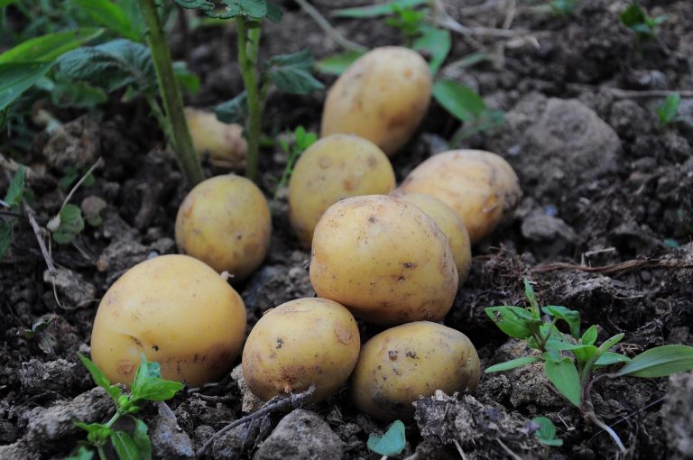 Freshly lifted potatoes on the soil