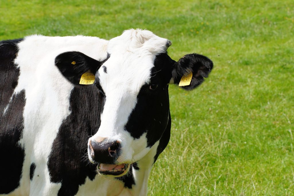 Holstein Friesian dairy cow on pasture