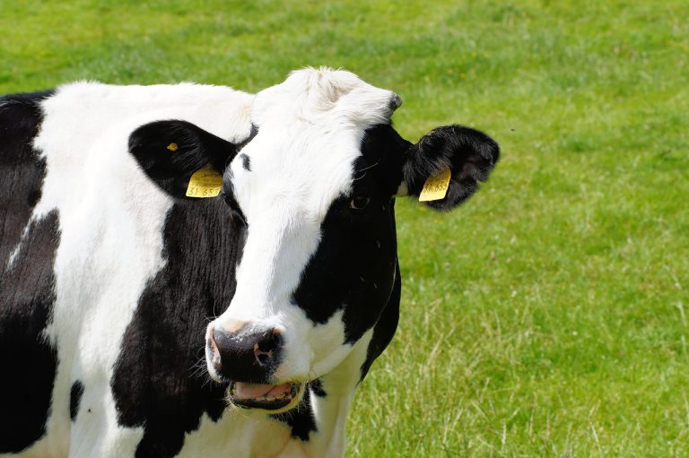 Holstein Friesian dairy cow on pasture
