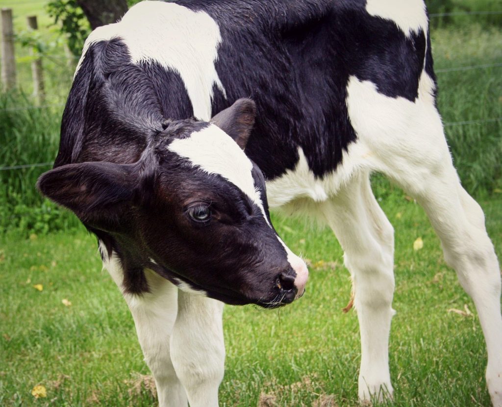 Young Holstein Friesian heifer grazing