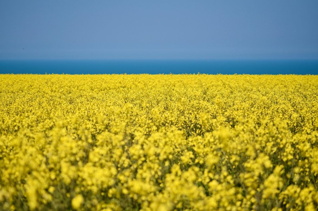 Flowering rapeseed field