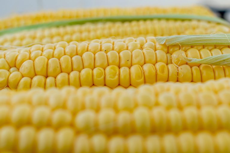 Close-up of yellow corn kernels on the cob